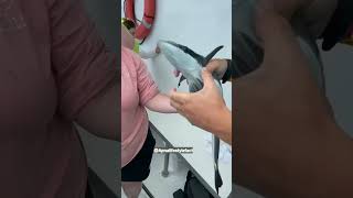 remora fish apnalifestylefact facts new shorts youtubeshorts amazingfacts viral trend fish [upl. by Bates]