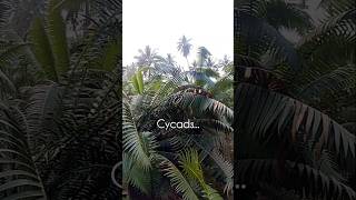 Cycads Natures living fossil 🍃 Dinosaurs era [upl. by Madelena]