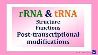 10 Ribosomal RNA Transfer RNA Structure Function Posttranscriptional Modifications [upl. by Livvyy]