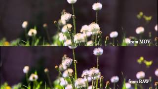 RAW test vs H264 MOV 1 [upl. by Enomas965]