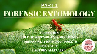 Forensic entomology  Forensically important insects  Role of forensic entomologist [upl. by Monah]