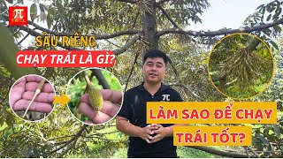 SẦU RIÊNG  CHẠY TRÁI LÀ GÌ CÁCH CHẠY TRÁI TỐT [upl. by Atirhs]