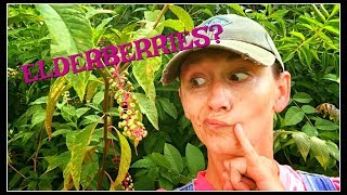 How to Identify Elderberries [upl. by Abehshtab589]