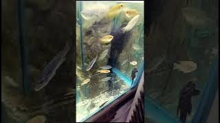 Gourami fish and Cichlid Fish  Cichlid fish  Gourami fish  fish cichlid fishing fishlover [upl. by Eelyrag675]