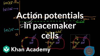 Action potentials in pacemaker cells  Circulatory system physiology  NCLEXRN  Khan Academy [upl. by Attoynek]