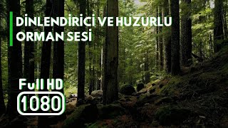 Dinlendirici ve Huzurlu Orman Sesi Relaxing and Peaceful Forest Sound [upl. by Harmonia]