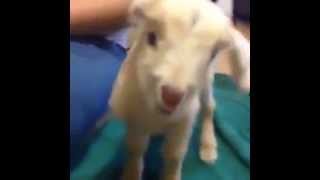 Mini Goat Screaming [upl. by Enrol]