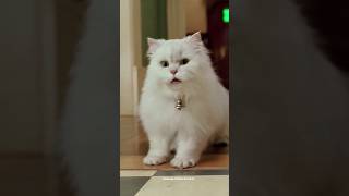 Stuart Little Snowbell Malayalam Comedy 😹 Status [upl. by Binetta53]