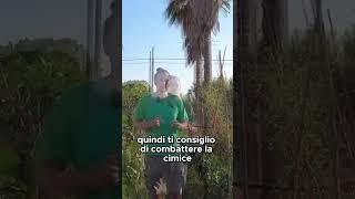 ATTENZIONE ALLE CIMICI  GUARDA IL VIDEO COMPLETO shorts [upl. by Egres901]