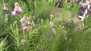 Timeless Beauty® Desert Willow Chilopsis linearis [upl. by Agneta]