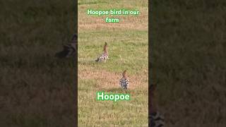 Hoopoe bird in our farm hoopoe birds bird qatar [upl. by Einned170]