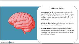 Biologisk psykologi  del 1 [upl. by Nawat]