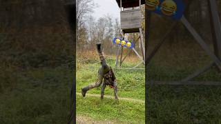 Erstmal Zerrung geholt 😂😂🌿 Jagd auf Schwarzwild und rehwild an der Salzlecke und Kirrung jagd [upl. by Segroeg]