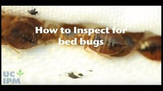 How to inspect for bed bugs [upl. by Dene]