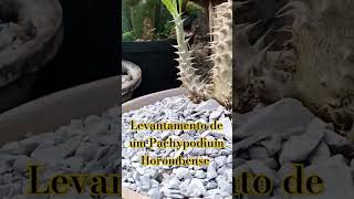 Levantamento de um Pachypodium Horombense africa brasil love cactos travel cactosesuculentas [upl. by Dnaltiak]