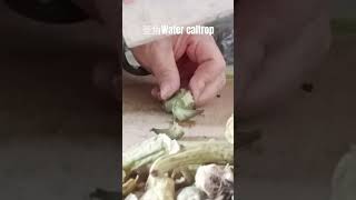 🟢Water caltrop Водяной ежик菱角ヒシ 물마름병जल कैल्ट्रॉप shortvideo shortsfeed food [upl. by Egwin915]