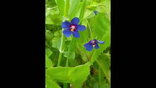 מרגנית השדה Anagallis arvensis [upl. by Tiny]