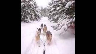 Dog Sledding in Ely Minnesota better quality [upl. by Tdnerb]