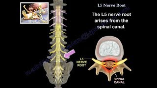 L5 Nerve Root  Everything You Need To Know  Dr Nabil Ebraheim [upl. by Evangeline365]