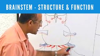 Brainstem  Structure and Function  Neuroanatomy [upl. by Nickolai]