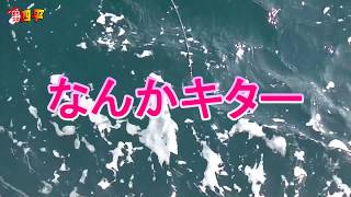 女子の力で大物魚を釣りあげる310話目 [upl. by Oak]