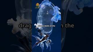 Meet the Blue Sea Dragon Natures Tiny Marvel [upl. by Dorison]