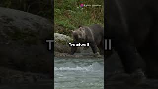 Timothy Treadwell The Grizzly Mans Tale [upl. by Allerie832]