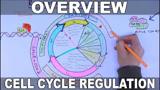 Cell Cycle Regulation  Basic Overview [upl. by Akeme]