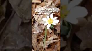 Check out my Blood Root Wildflower episode on my nature education channel click lower right corner [upl. by Macgregor]