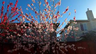 Peppermint Flowering Peach Tree Prunus Persica [upl. by Siobhan]