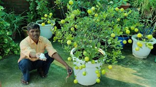 माली ने गमले में डाल दी ये चीज आ गए इतने सारे नींबू How to get more fruits on lemon plant [upl. by Cesya]