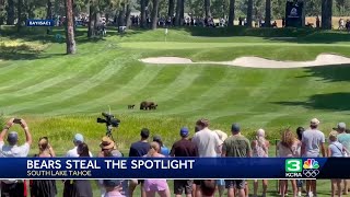 Unexpected spectators Family of bears walks across fairway during ACC golf tournament in Tahoe [upl. by Olia]