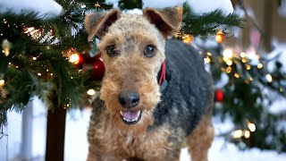 Rita Welsh Terrier [upl. by Ttemme]