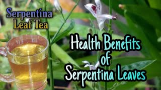 SERPENTINA LEAF TEA  BENEFITS OF SERPENTINA LEAVES  SamMoore Tv [upl. by Ttelracs]