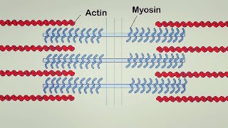 Muscle Contraction  Part 1 [upl. by Orr549]