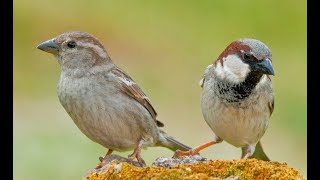 VOZ y CANTO Gorrión Europeo Passer domesticus Domestic Sparrow quotAlas Resilientesquot Resiliente MX [upl. by Vey]