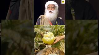 Benefits of chewing amla Sadhguru amla benefitsamlajuice shorts Sadhguru [upl. by Burtie530]