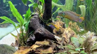 Baby Pelvicachromis kribensis Moliwe exploring [upl. by Serena]