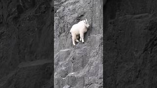 Why Mountain Goats Laugh at Gravity 🐐😅 shorts mountaingoat goat gravity facts [upl. by Assiluj289]