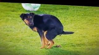 Partizan Makes Dog Poop On The Field In Anorthosis Match [upl. by Neelhtak]