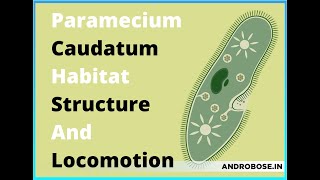 Part I Paramecium caudatum  Kingdom Protista [upl. by Harrie]