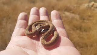 Neonate Common Egg Eater Dasypeltis scabra [upl. by Eenitsed]