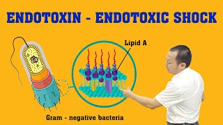 Endotoxin  Endotoxic Shock Nội Độc Tố  Sốc Nhiễm Khuẩn EndotoxicShock [upl. by Ahsiuq]