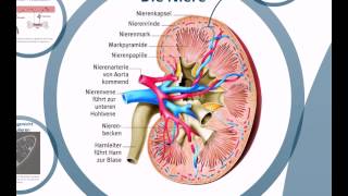 AOAnatomieHarnsystem [upl. by Kcirdet]