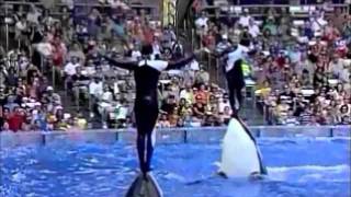 Why captivity for whales and dolphins is wrong [upl. by Omidyar]