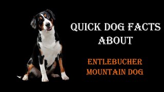 Quick Dog Facts About The Entlebucher Mountain Dog [upl. by Awram]