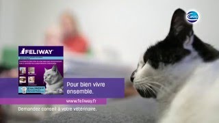 Comment Feliway a aidé Cassius à faire face à larrivée de bébé et aux travaux dans la maison [upl. by Elocn]