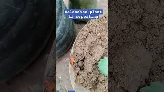 Kalanchoe plant reporting kaise kade gardening natural planttrending videoyt shortviral [upl. by Asi]