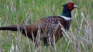 A day of photography at Messingham Sands Lincolnshire March 2024 🇬🇧🐦🦢🦆 [upl. by Yntruoc461]