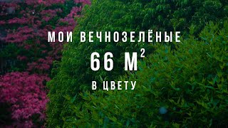 История создания моего сада площадью 66 кв метров Коллекция вечнозелёных с названиями Сад Цветы [upl. by Manbahs892]